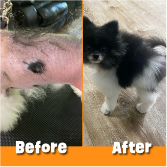 dinovite-pet-supplement-review-2026-3