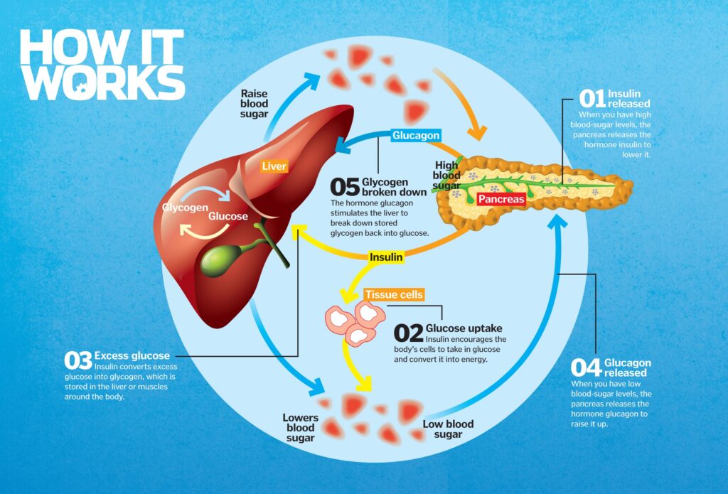 how-blood-sugar-works-2