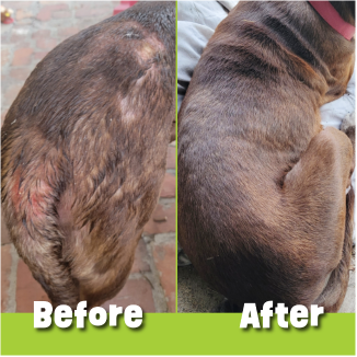 dinovite-pet-supplement-review-2026-4